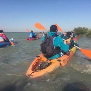 Kayak dans les Mangroves