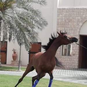 VISITE DU HARAS AL SHAHANIA