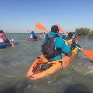 Kayak dans les Mangroves