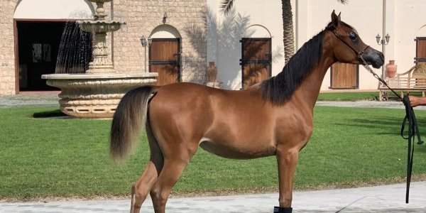 Visite des écuries Al Shahania stud