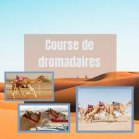 Course de dromadaires