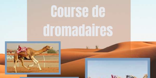 Course de dromadaires