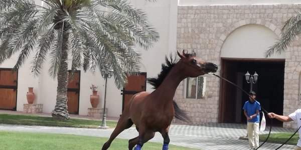 VISITE DU HARAS AL SHAHANIA