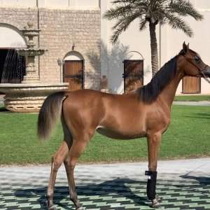 Visite des écuries Al Shahania stud