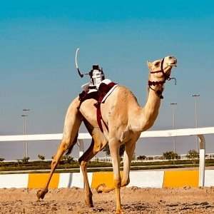 Course de chameaux